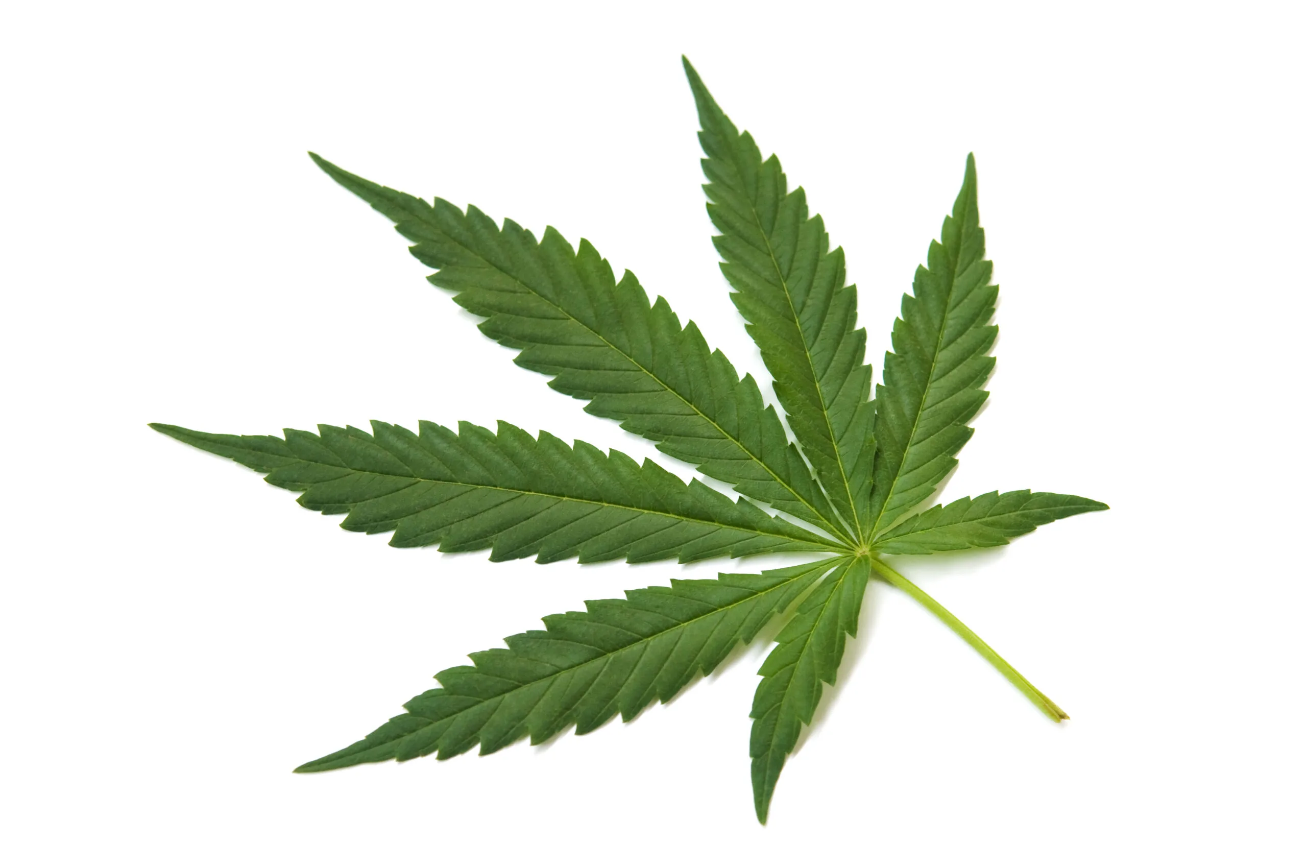 Fresh Green Leaf of full-grown hemp isolated on white background. Studio shot.