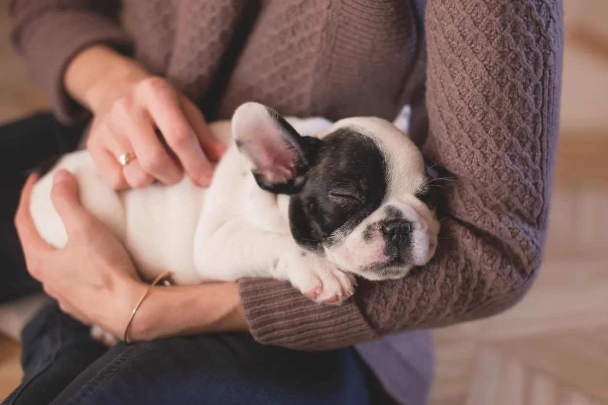 emotional support animal