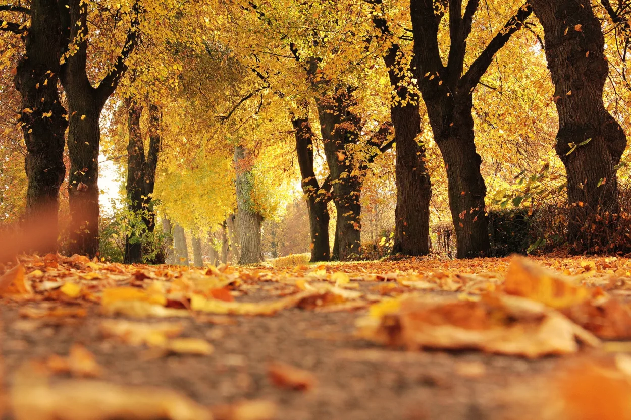 Fall Trees