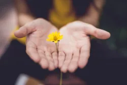 flower between hands